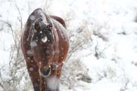 /Oreana/Fandango/2008/gallery/fourSeasons/thumbnails/Let It Snow I DH-6191.jpg
